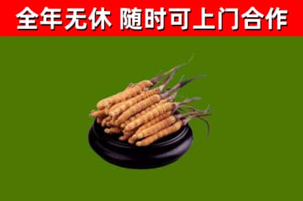 化隆县烟酒回收冬虫夏草.jpg